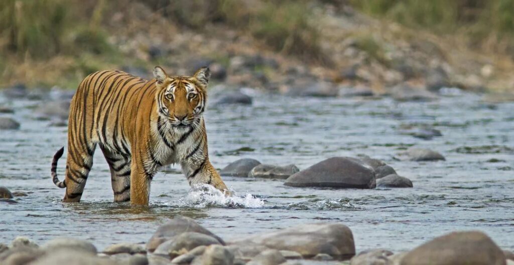 A scenic view of Jim Corbett National Park near Kotdwara, featuring lush greenery and wildlife.