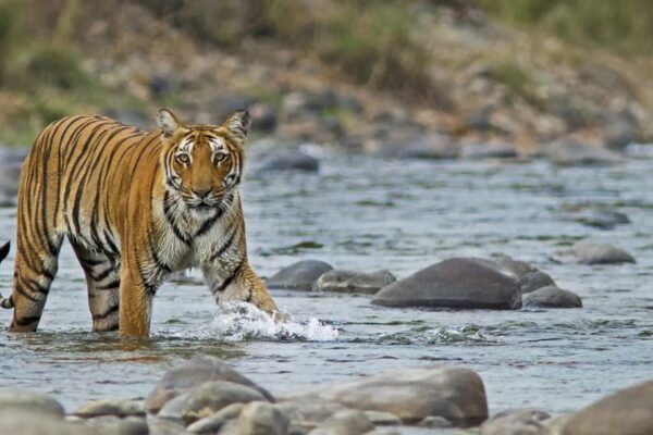 A scenic view of Jim Corbett National Park near Kotdwara, featuring lush greenery and wildlife.